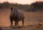 Proud Rhino by MorkelErasmus