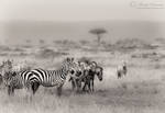 Zebras of the Mara by MorkelErasmus