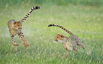 Chase of Cheetahs by MorkelErasmus