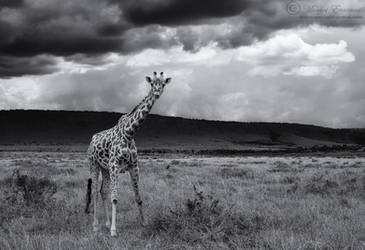 Giraffe Skies