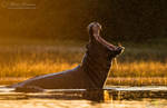 Golden Jaws by MorkelErasmus