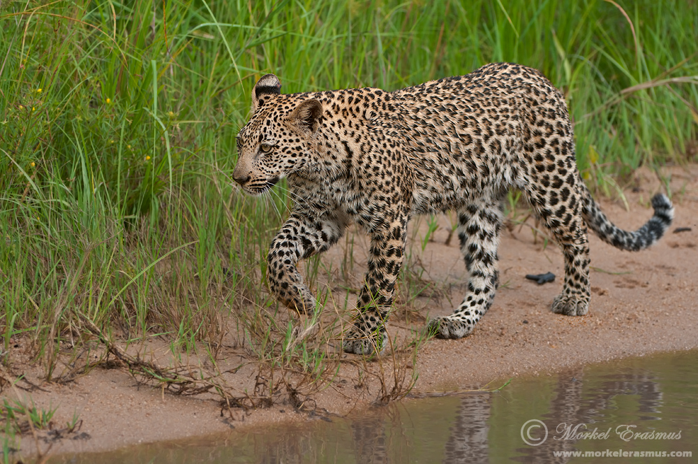 Wet Leopard