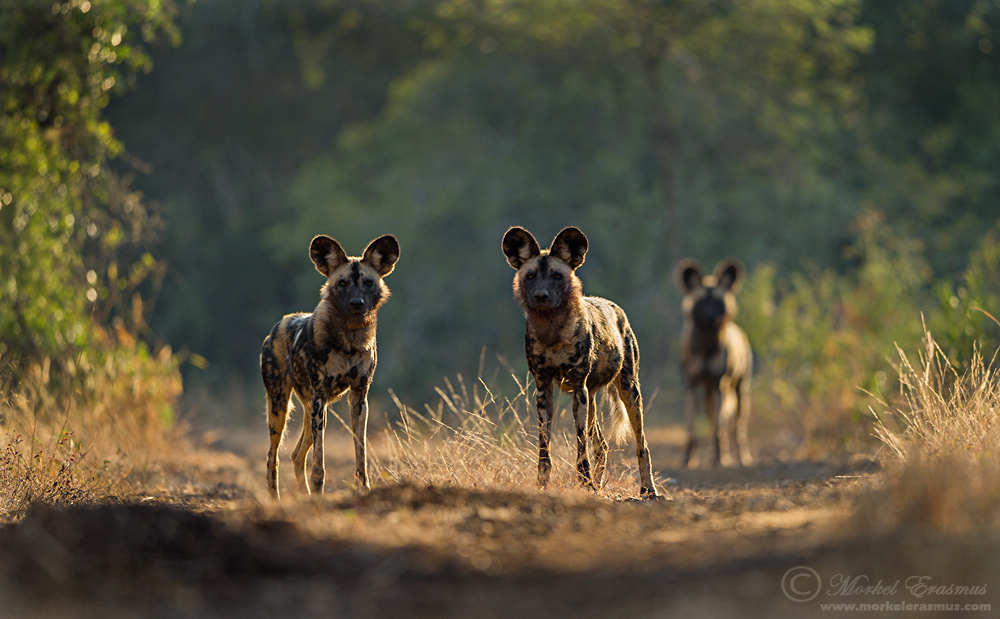 Zimanga Wolfpack