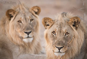 Two Young Kings by MorkelErasmus