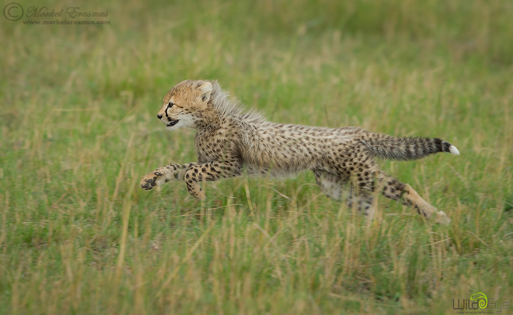 Running Fluff