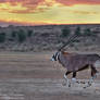 Oryx Dawn Dash