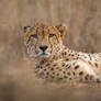 Lying with a Cheetah