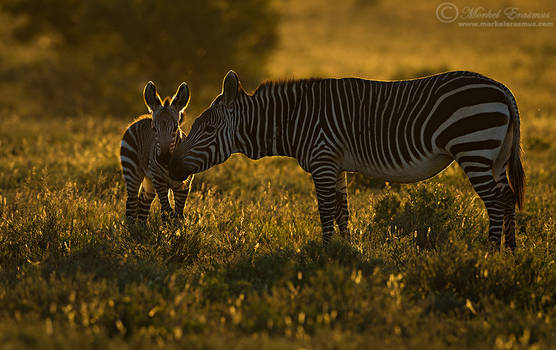 Tender Zebra Moment