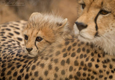 Nestled with Mum