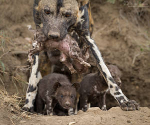 Mom's Burden