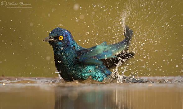 Glossy Starling Splashbath