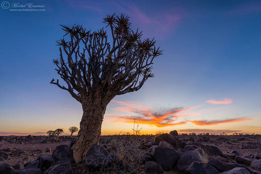 Quiver Tree Sunset