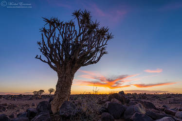 Quiver Tree Sunset