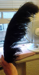 Ostrich feather: After