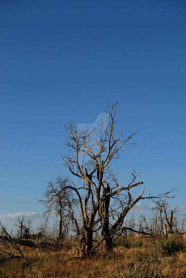 Mesa Tree 2 by mxfoxgrl124 on DeviantArt