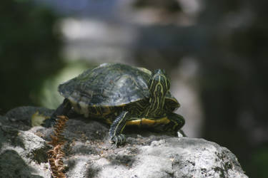 Photogenic turtle