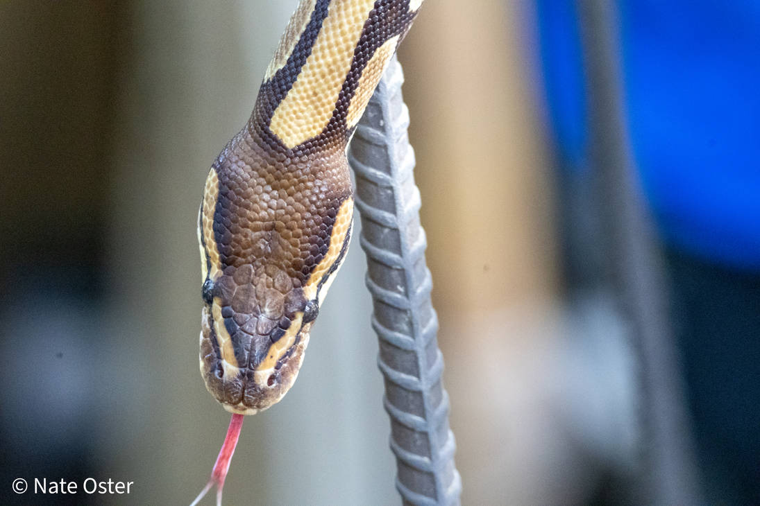 Python In Desert Ball Python - Living Desert Zoo by ReptilesRule16 on DeviantArt