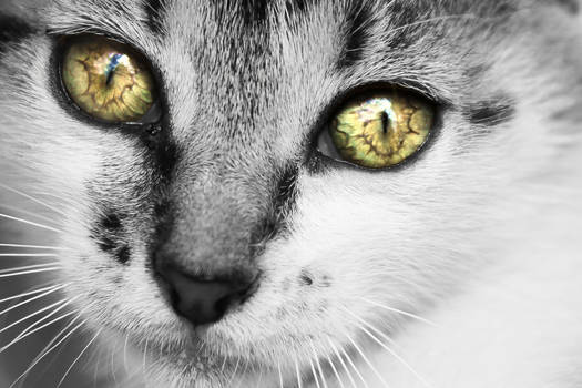 kitty eyes detail