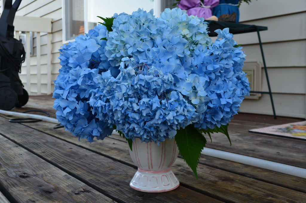 Hydrangea 2