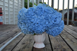 Hydrangea 1 by RachgracehStock