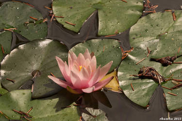 Water lily