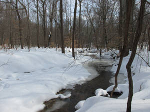 The Woods Stock 1516 by new-horizon-stock The Woods Stock 1516 by new-horizon-stock
