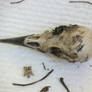 Bird Skeleton Stock 57