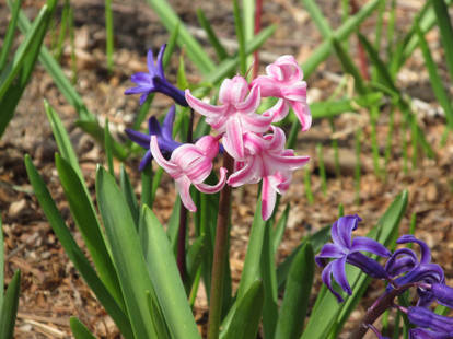 Wood Hyacinth Stock 13