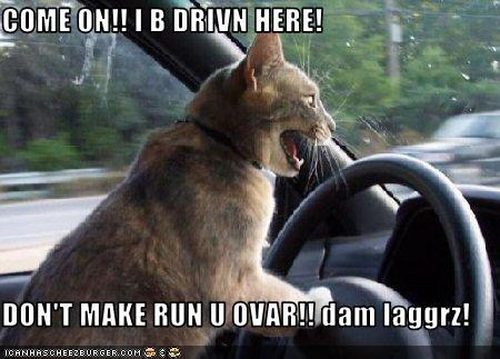 Drivin' Lol cat