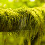 Mossy