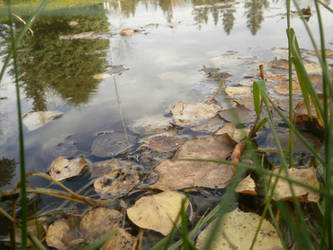 pond of leafs