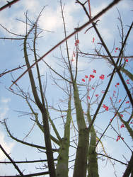 Naked Tree Perspective