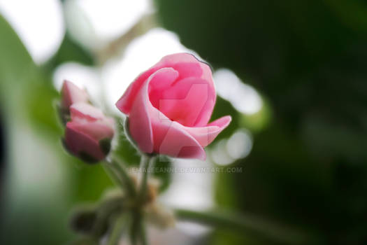 Little pink geranium