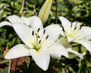 Eye Liner Lily