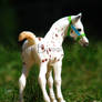 Appaloosa