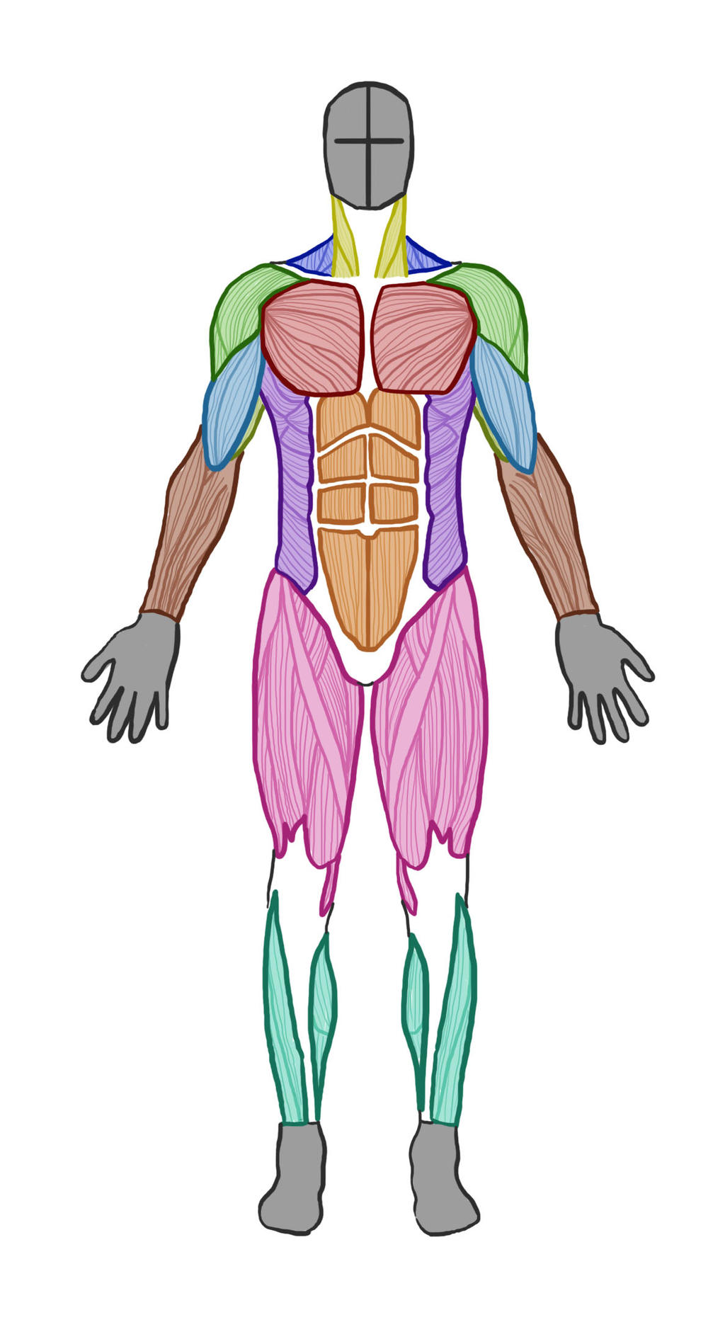 Man Muscle Anatomy (Front) by ArtistSaif on DeviantArt