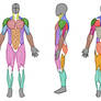Man Muscle Anatomy (Front) by ArtistSaif on DeviantArt