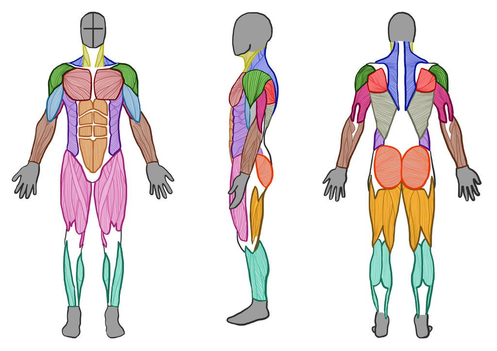 Male Muscle Anatomy (Front, Side and Back) by ArtistSaif on DeviantArt