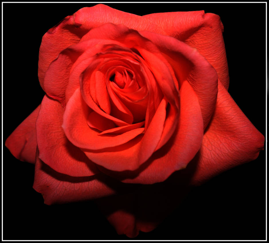 Red rose