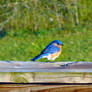 Eastern Bluebird