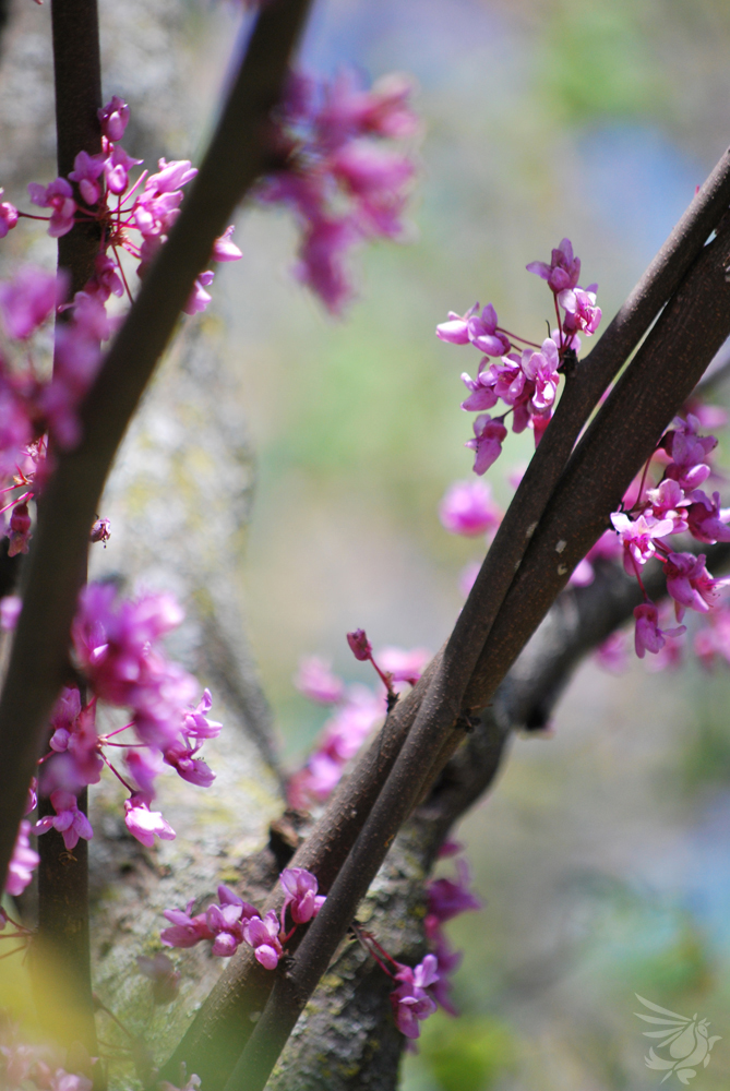 Spring at the Zoo