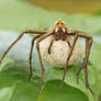 Spider - Pisaura mirabilis