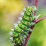 The caterpillar of The Small Emperor Moth