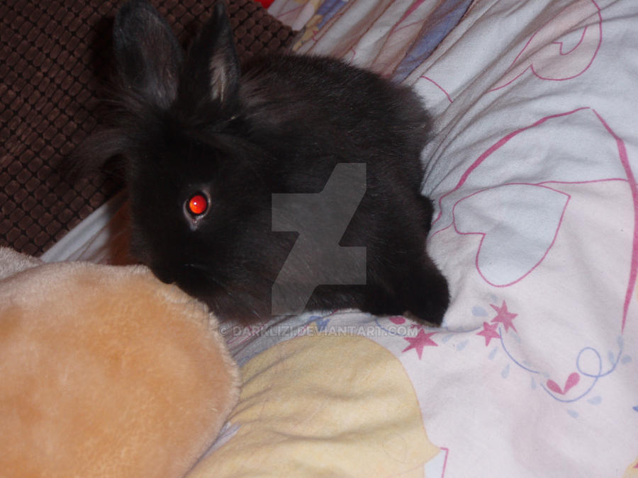 The_Bad_Bunny by DarkLizi on DeviantArt