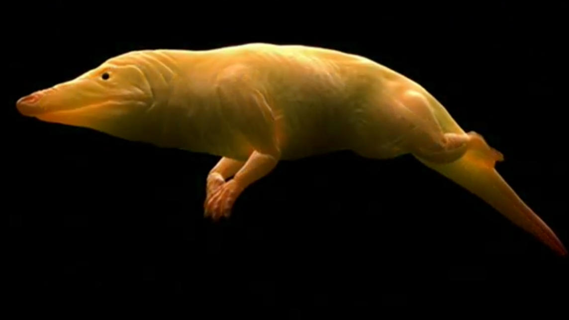 Polymorphic Creatures Morphed all creatures by kingrexy on DeviantArt