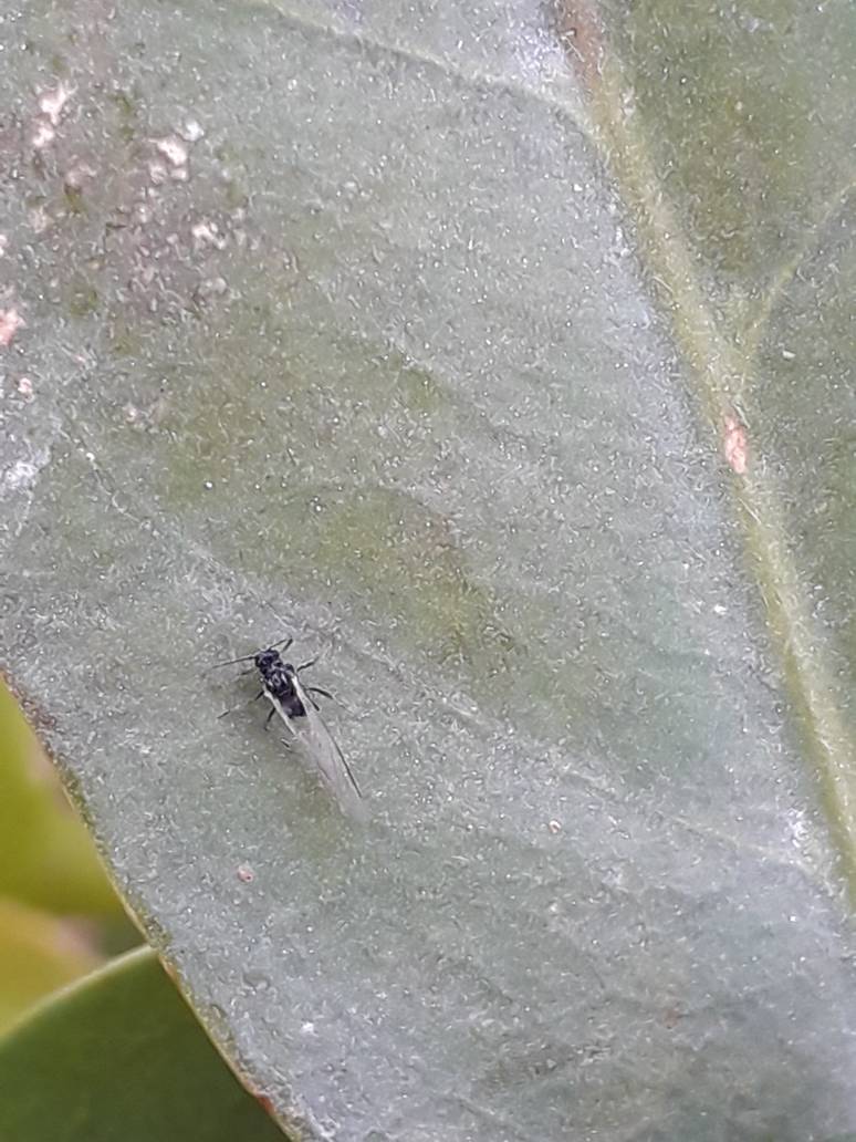 Trizodea Insect Triozid? by kingrexy on DeviantArt