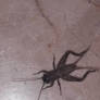 House Cricket