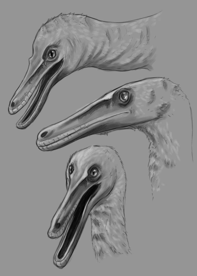 Pyro Raptor Outline Pyroraptor practice sketches by kingrexy on DeviantArt