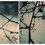 Branches