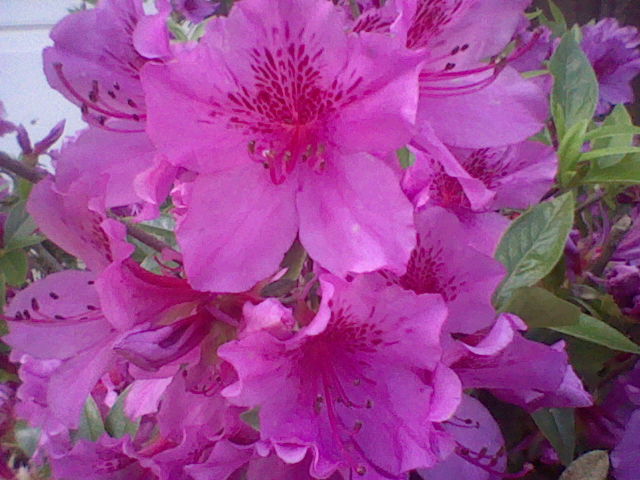 Pink Flowers